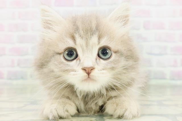 神奈川県のラガマフィン (Coo&RIKU秦野店/2026年7月13日生まれ/男の子/ブルータビー)の子猫の1枚目の画像