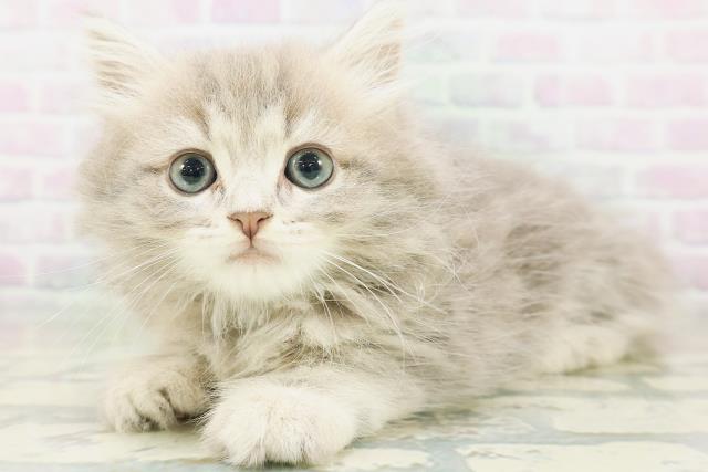 神奈川県のラガマフィン (Coo&RIKU秦野店/2026年7月13日生まれ/男の子/ブルータビー)の子猫の2枚目の画像