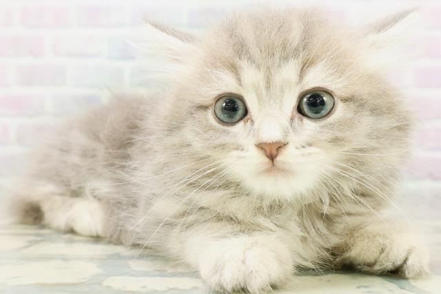 神奈川県のラガマフィン (Coo&RIKU秦野店/2026年7月13日生まれ/男の子/ブルータビー)の子猫の3枚目の画像
