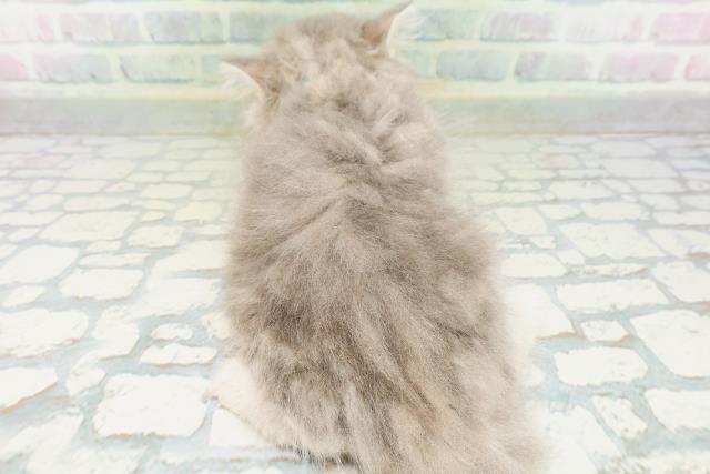神奈川県のラガマフィン (Coo&RIKU秦野店/2026年7月13日生まれ/男の子/ブルータビー)の子猫の4枚目の画像