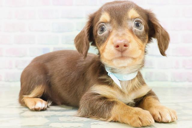 神奈川県のチワックス(チワワ×ダックス) (Coo&RIKU横須賀店/2026年7月16日生まれ/男の子/チョコレートタンホワイト)の子犬の3枚目の画像