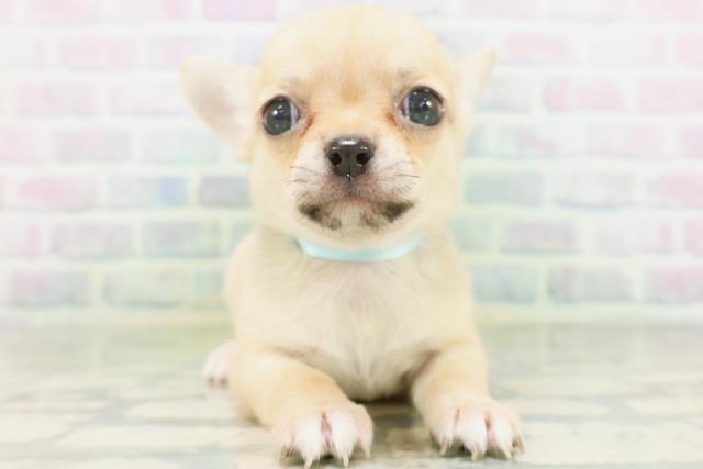 東京都のチワワ(スムース) (Coo&RIKU自由が丘店/2026年7月20日生まれ/男の子/フォーン)の子犬の1枚目の画像