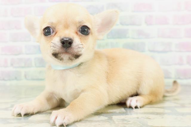 東京都のチワワ(スムース) (Coo&RIKU自由が丘店/2026年7月20日生まれ/男の子/フォーン)の子犬の2枚目の画像