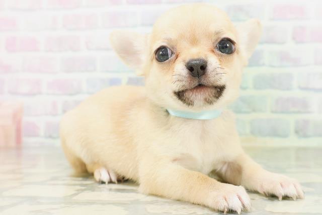 東京都のチワワ(スムース) (Coo&RIKU自由が丘店/2026年7月20日生まれ/男の子/フォーン)の子犬の3枚目の画像