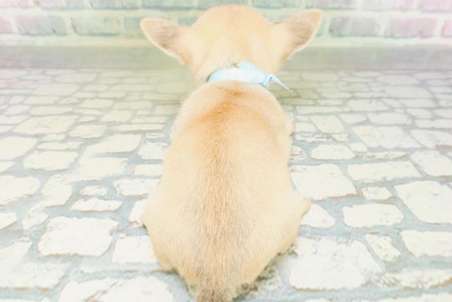 東京都のチワワ(スムース) (Coo&RIKU自由が丘店/2026年7月20日生まれ/男の子/フォーン)の子犬の4枚目の画像