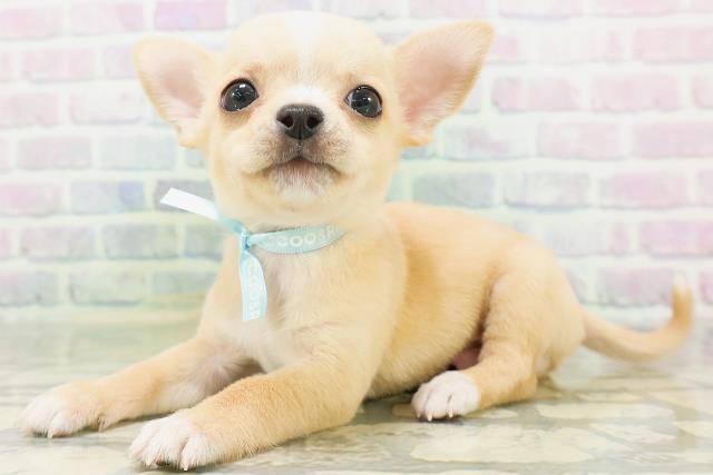 滋賀県のチワワ(スムース) (Coo&RIKU長浜店/2026年7月20日生まれ/男の子/クリームホワイト)の子犬の2枚目の画像
