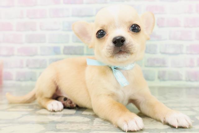 滋賀県のチワワ(スムース) (Coo&RIKU長浜店/2026年7月20日生まれ/男の子/クリームホワイト)の子犬の3枚目の画像