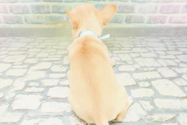 滋賀県のチワワ(スムース) (Coo&RIKU長浜店/2026年7月20日生まれ/男の子/クリームホワイト)の子犬の4枚目の画像