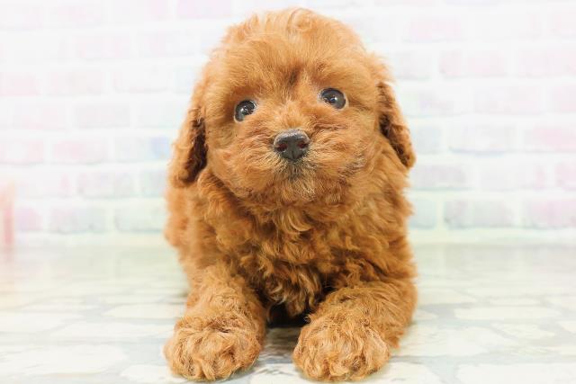 青森県のトイプードル(トイ) (Coo&RIKU青森店/2026年7月21日生まれ/女の子/レッド)の子犬の1枚目の画像