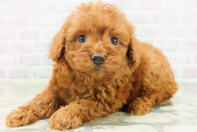 青森県のトイプードル(トイ) (Coo&RIKU青森店/2026年7月21日生まれ/女の子/レッド)の子犬の2枚目の画像