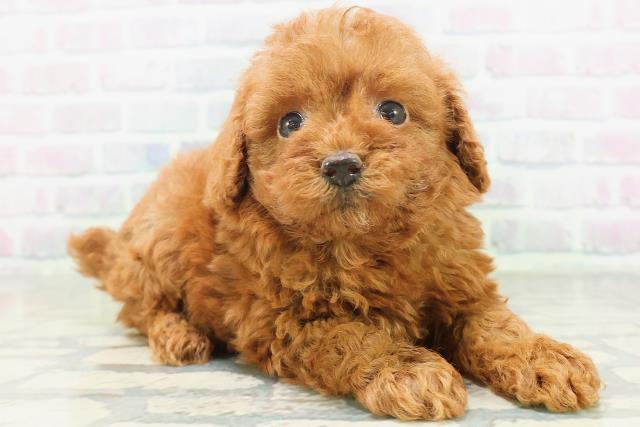 青森県のトイプードル(トイ) (Coo&RIKU青森店/2026年7月21日生まれ/女の子/レッド)の子犬の3枚目の画像