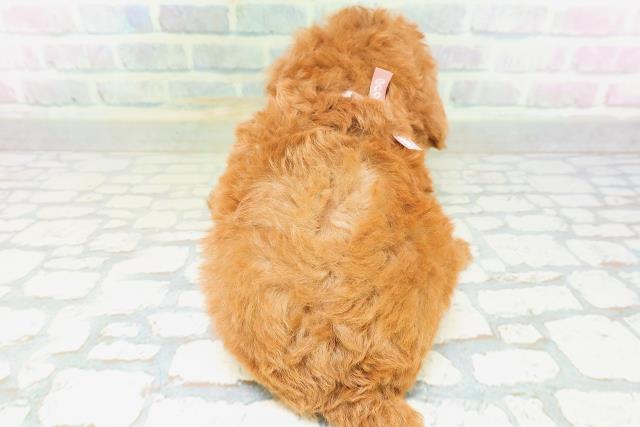 青森県のトイプードル(トイ) (Coo&RIKU青森店/2026年7月21日生まれ/女の子/レッド)の子犬の4枚目の画像