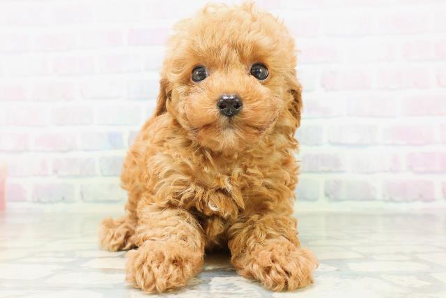 北海道のトイプードル(トイ) (Coo&RIKU岩見沢店/2026年7月20日生まれ/男の子/レッド)の子犬の1枚目の画像