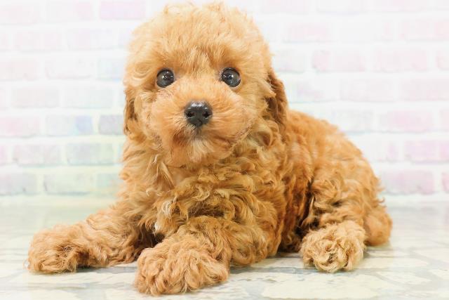北海道のトイプードル(トイ) (Coo&RIKU岩見沢店/2026年7月20日生まれ/男の子/レッド)の子犬の2枚目の画像