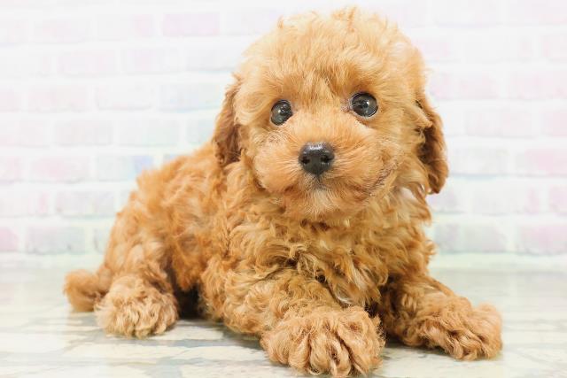 北海道のトイプードル(トイ) (Coo&RIKU岩見沢店/2026年7月20日生まれ/男の子/レッド)の子犬の3枚目の画像