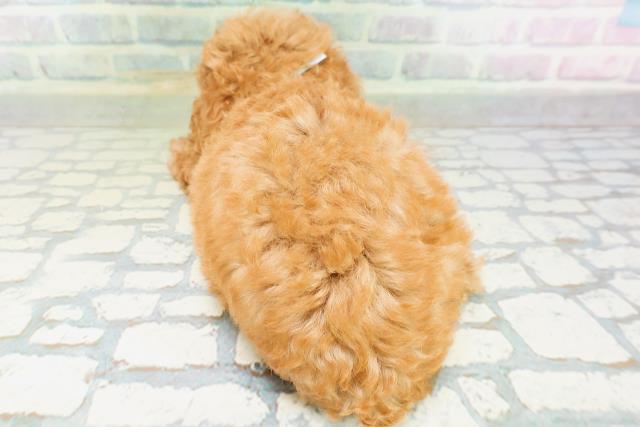 北海道のトイプードル(トイ) (Coo&RIKU岩見沢店/2026年7月20日生まれ/男の子/レッド)の子犬の4枚目の画像