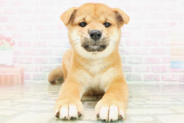 宮城県の柴犬(標準サイズ) (Coo&RIKU石巻店/2026年7月6日生まれ/女の子/赤)の子犬の1枚目の画像
