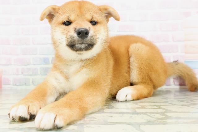 宮城県の柴犬(標準サイズ) (Coo&RIKU石巻店/2026年7月6日生まれ/女の子/赤)の子犬の2枚目の画像