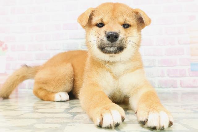 宮城県の柴犬(標準サイズ) (Coo&RIKU石巻店/2026年7月6日生まれ/女の子/赤)の子犬の3枚目の画像