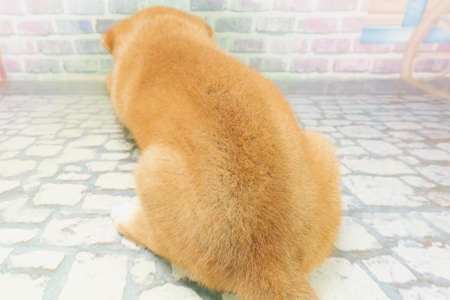 宮城県の柴犬(標準サイズ) (Coo&RIKU石巻店/2026年7月6日生まれ/女の子/赤)の子犬の4枚目の画像
