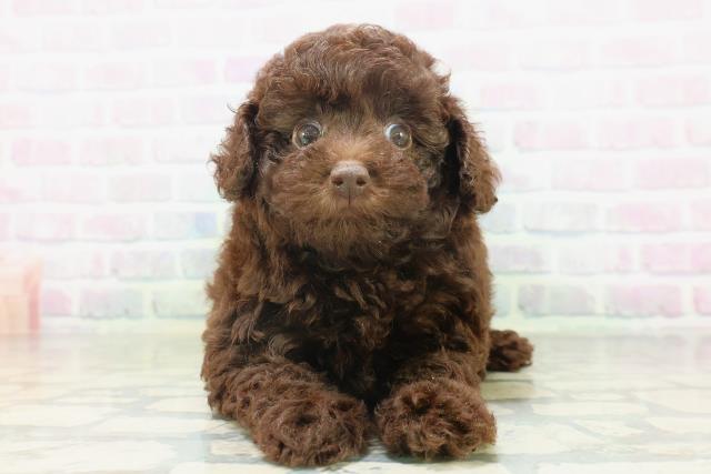 北海道のトイプードル(トイ) (Coo&RIKU帯広店/2026年7月6日生まれ/女の子/ブラウン)の子犬の1枚目の画像