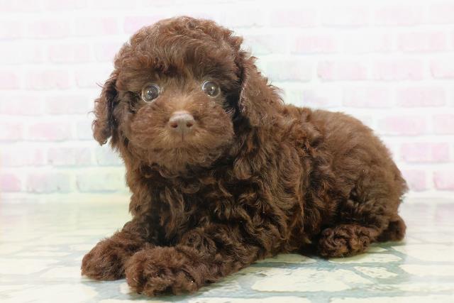 北海道のトイプードル(トイ) (Coo&RIKU帯広店/2026年7月6日生まれ/女の子/ブラウン)の子犬の2枚目の画像