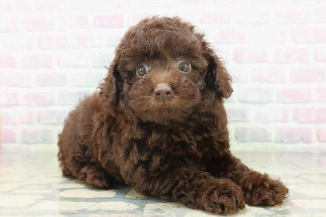 北海道のトイプードル(トイ) (Coo&RIKU帯広店/2026年7月6日生まれ/女の子/ブラウン)の子犬の3枚目の画像