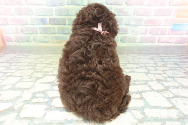 北海道のトイプードル(トイ) (Coo&RIKU帯広店/2026年7月6日生まれ/女の子/ブラウン)の子犬の4枚目の画像