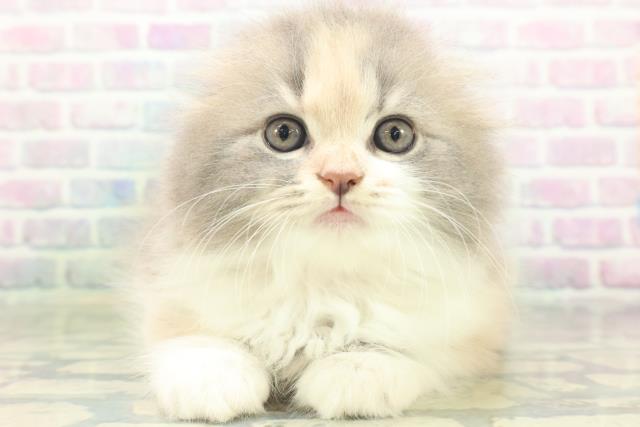 スコティッシュフォールド