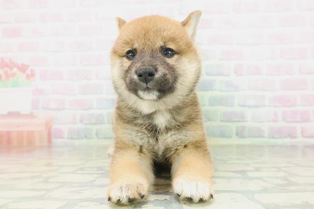 北海道の柴犬(標準サイズ) (Coo&RIKU札幌東店/2026年7月18日生まれ/女の子/赤)の子犬の1枚目の画像