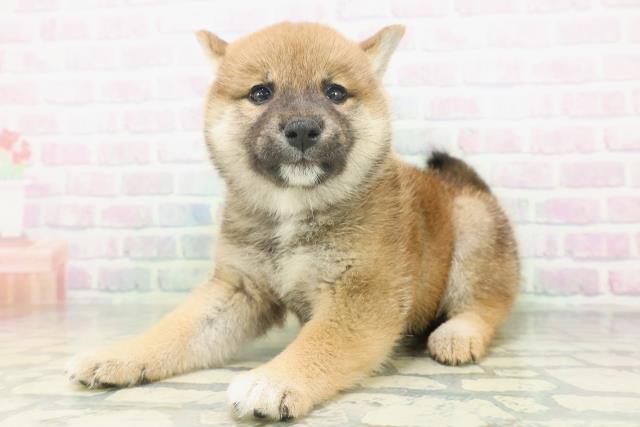 北海道の柴犬(標準サイズ) (Coo&RIKU札幌東店/2026年7月18日生まれ/女の子/赤)の子犬の2枚目の画像