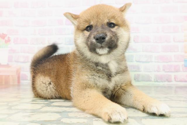 北海道の柴犬(標準サイズ) (Coo&RIKU札幌東店/2026年7月18日生まれ/女の子/赤)の子犬の3枚目の画像