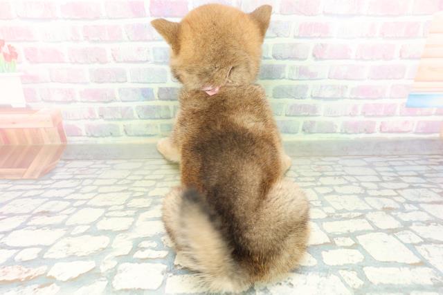 北海道の柴犬(標準サイズ) (Coo&RIKU札幌東店/2026年7月18日生まれ/女の子/赤)の子犬の4枚目の画像