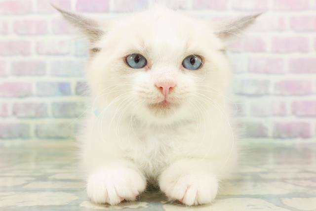 埼玉県のラグドール (Coo&RIKU大宮店/2026年7月19日生まれ/男の子/ブルーポイントバイカラー)の子猫の1枚目の画像