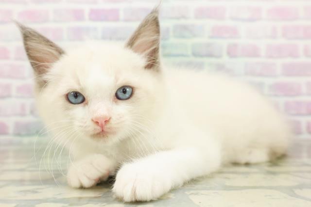 埼玉県のラグドール (Coo&RIKU大宮店/2026年7月19日生まれ/男の子/ブルーポイントバイカラー)の子猫の2枚目の画像