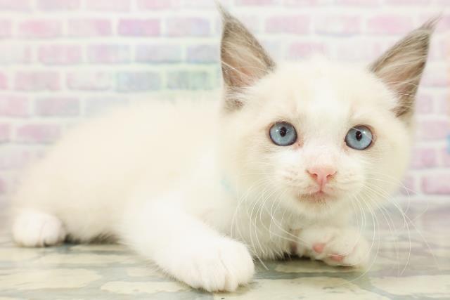 埼玉県のラグドール (Coo&RIKU大宮店/2026年7月19日生まれ/男の子/ブルーポイントバイカラー)の子猫の3枚目の画像