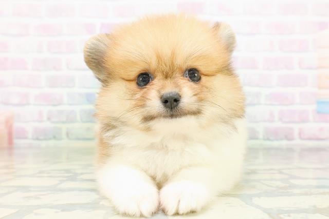 北海道のポメラニアン (Coo&RIKU旭川店/2026年7月21日生まれ/女の子/オレンジホワイト)の子犬の1枚目の画像