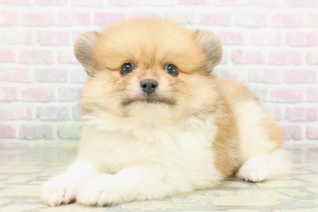 北海道のポメラニアン (Coo&RIKU旭川店/2026年7月21日生まれ/女の子/オレンジホワイト)の子犬の2枚目の画像