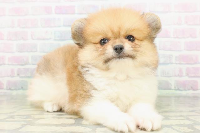 北海道のポメラニアン (Coo&RIKU旭川店/2026年7月21日生まれ/女の子/オレンジホワイト)の子犬の3枚目の画像
