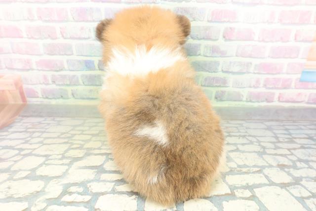 北海道のポメラニアン (Coo&RIKU旭川店/2026年7月21日生まれ/女の子/オレンジホワイト)の子犬の4枚目の画像
