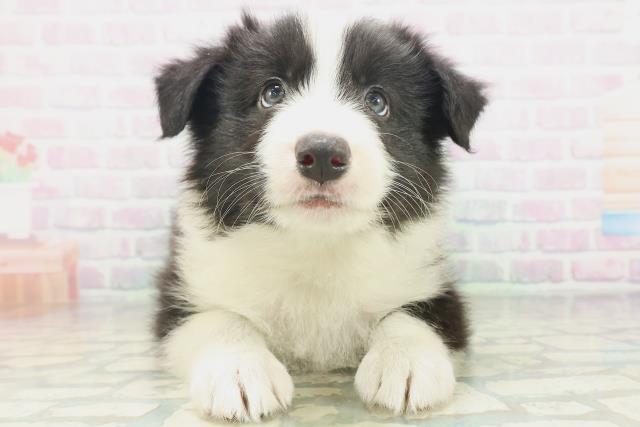 徳島県のボーダーコリー (Coo&RIKU徳島店/2026年7月18日生まれ/男の子/ブラックホワイト)の子犬の1枚目の画像