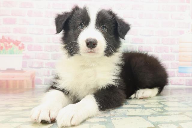 徳島県のボーダーコリー (Coo&RIKU徳島店/2026年7月18日生まれ/男の子/ブラックホワイト)の子犬の2枚目の画像