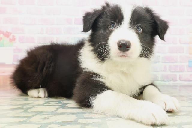 徳島県のボーダーコリー (Coo&RIKU徳島店/2026年7月18日生まれ/男の子/ブラックホワイト)の子犬の3枚目の画像