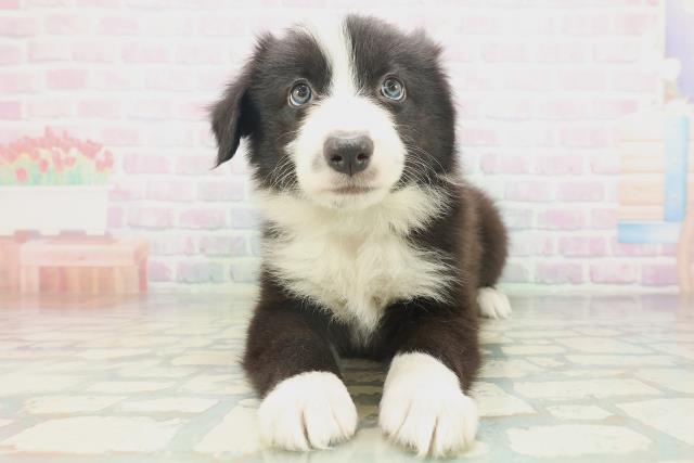 長野県のボーダーコリー (Coo&RIKU松本店/2026年7月18日生まれ/男の子/ブラックホワイト)の子犬の1枚目の画像