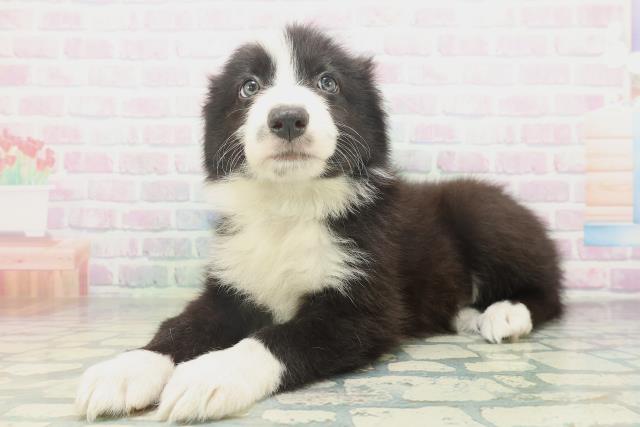 長野県のボーダーコリー (Coo&RIKU松本店/2026年7月18日生まれ/男の子/ブラックホワイト)の子犬の2枚目の画像