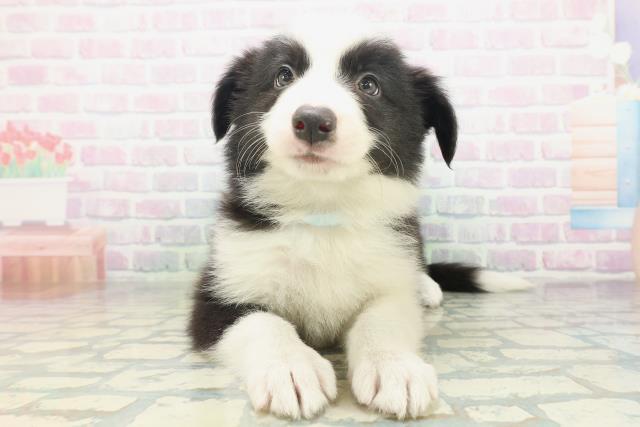 広島県のボーダーコリー (Coo&RIKU東広島店/2026年7月18日生まれ/男の子/ブラックホワイト)の子犬の1枚目の画像