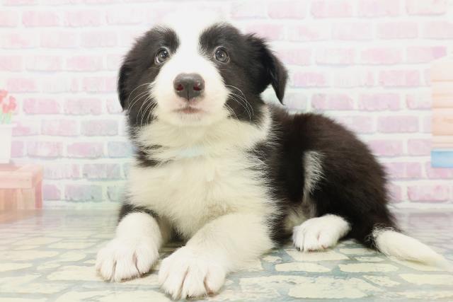 広島県のボーダーコリー (Coo&RIKU東広島店/2026年7月18日生まれ/男の子/ブラックホワイト)の子犬の2枚目の画像