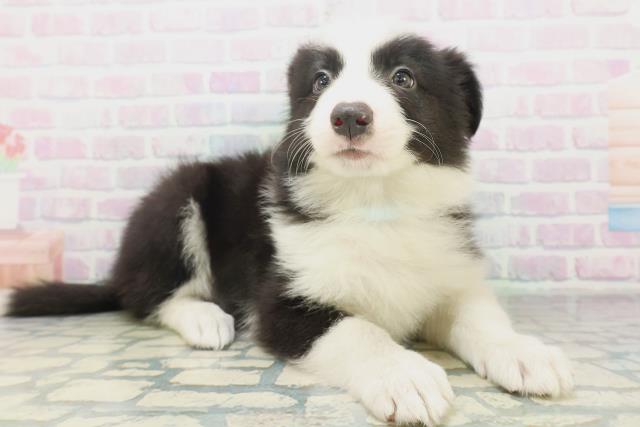 広島県のボーダーコリー (Coo&RIKU東広島店/2026年7月18日生まれ/男の子/ブラックホワイト)の子犬の3枚目の画像