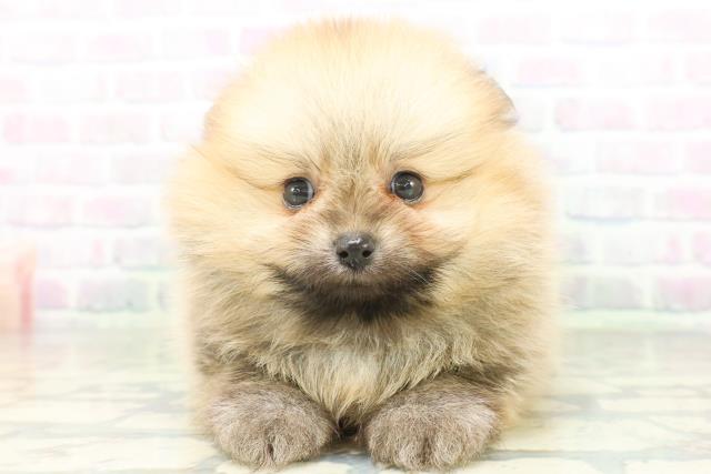 東京都のポメラニアン (Coo&RIKU東久留米店/2026年7月21日生まれ/女の子/オレンジセーブル)の子犬の1枚目の画像