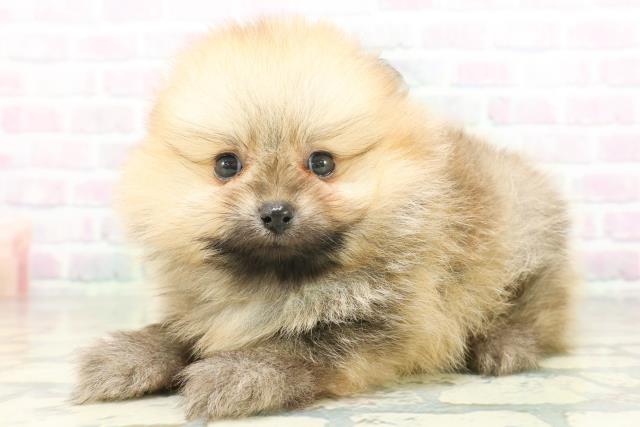 東京都のポメラニアン (Coo&RIKU東久留米店/2026年7月21日生まれ/女の子/オレンジセーブル)の子犬の2枚目の画像